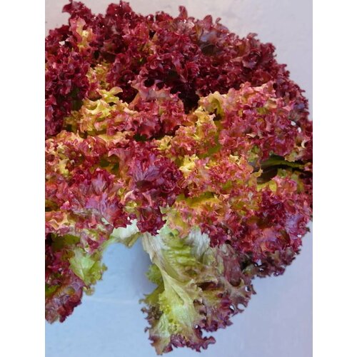 ������ ������ ������ ��������� ������ ����� ����� - 0,5 �. ��������� �������, �������� ��� ����