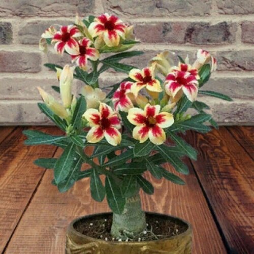 ������ ������ ������� Sugar, �����, ������ ����