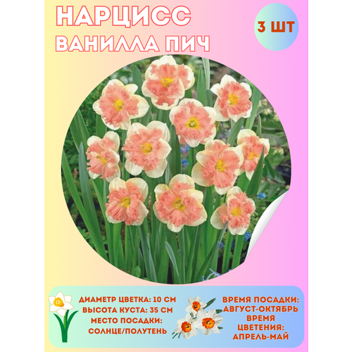 ������ ������ ������� ������� ���, ����������� �����, �������� 3 �� ����