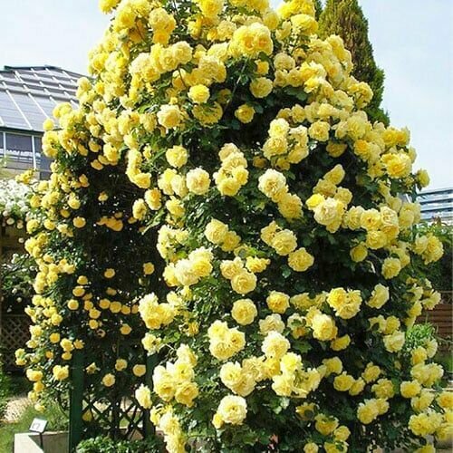 ������ ������ ���� ��������� ������ ����� ����