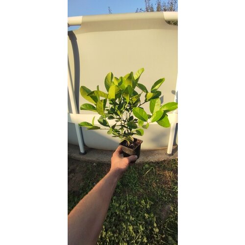 ������ ������ ����� ��������� ����