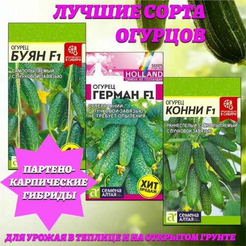 ������ ������ ������ ����� ������������� �������� �������. ������ ����� ����