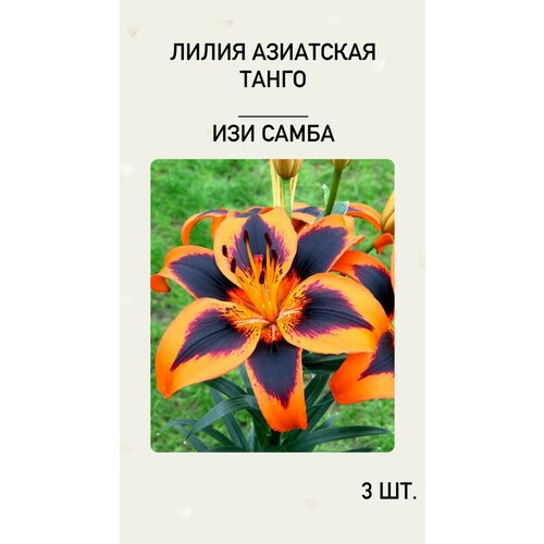 ������ ������ �����, �������� ����������� ������ ����