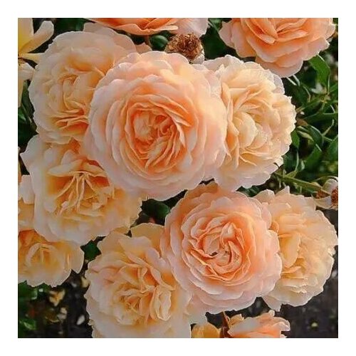 ������ ������ ���� ��������� ������ �������� ����