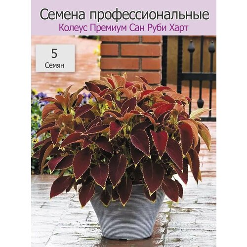 ������ ������ ������ ������� ��� ���� ���� 5�� ����