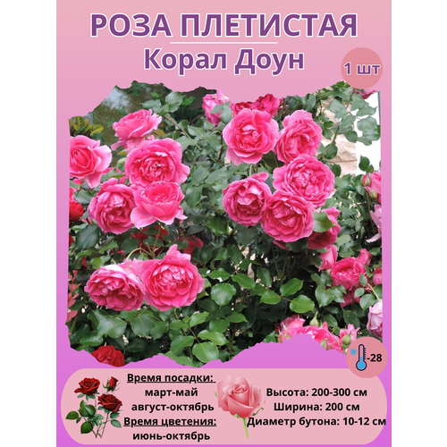 ������ ������ ���� ��������� ����� ����, ����������� ����� ����