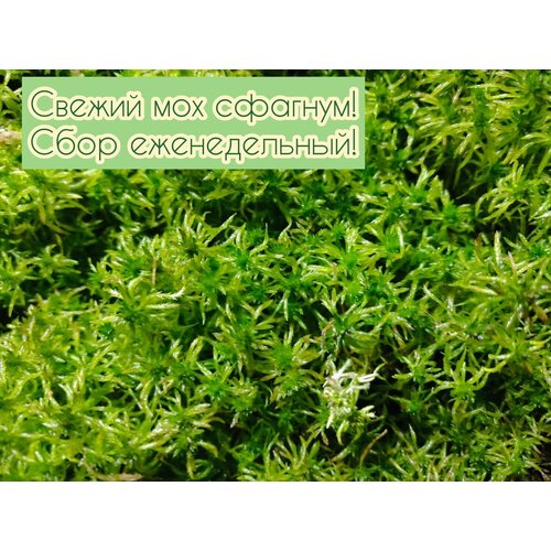 ������ ������ ��� ������� ������������� 250�����, 2000��. ����