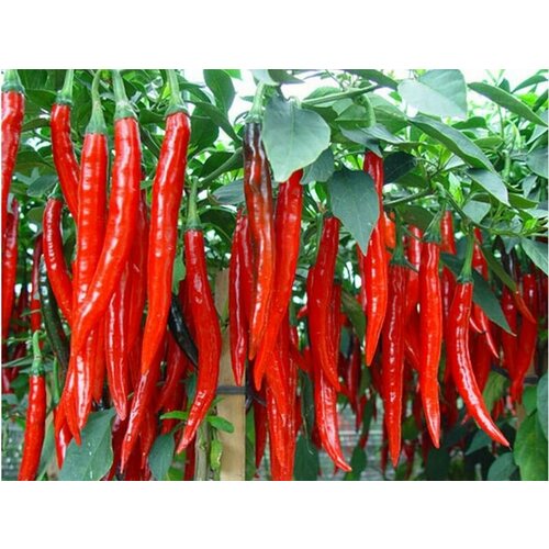 ������ ������ (������) ����� ������ 