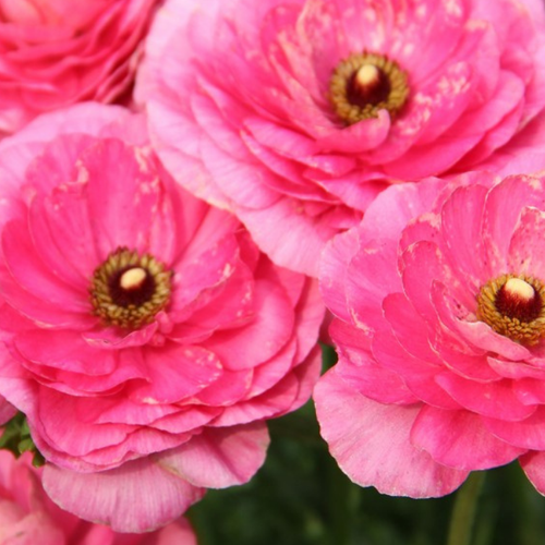 ������ ������ ���������� PINK (10 �������) ����