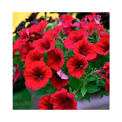 ������ ������ ������ ������� ��������� ����� ������� (5 ��.) ����