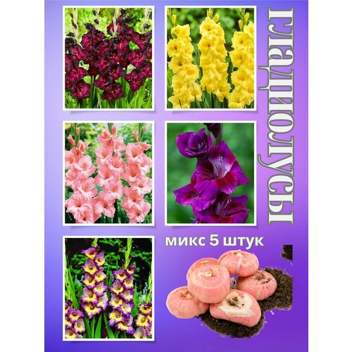 ������ ������ ��������� ��������, ���� 5���� ����