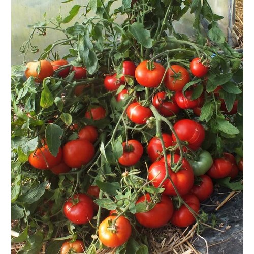 ������ ������ ����� ����������� ������ (10�� �����). ����������� ����� ����������� ���� �� ������� ������������. ����