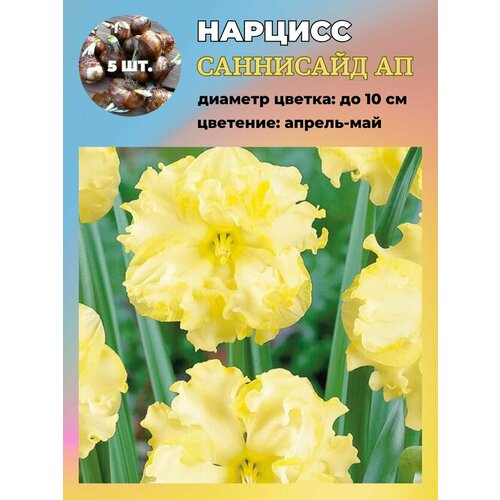 ������ ������ ������� ��������, �������� 5 ���� ����