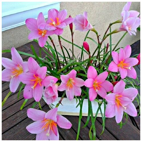������ ������ ���������� ��������, Zephyranthes Carinata, �������, ������ ����