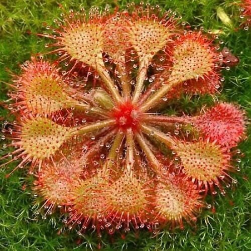 ������ ������ ������ ��������� �������, Drosera Burkeana 5 ��, ������������� �������� ����