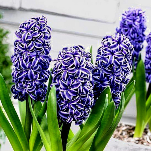 ������ ������ ������� ���������(2 ��) ����