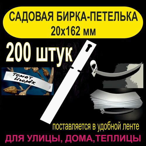 ������ ������ ������� �����-�������� 20x162 ��. 200 ���� ����