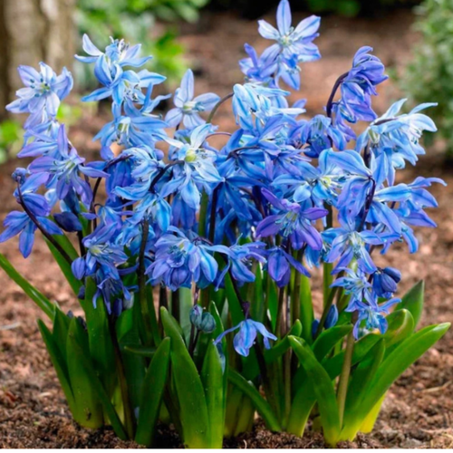 ������ ������ ������ SIBERICA (10 �������) ����