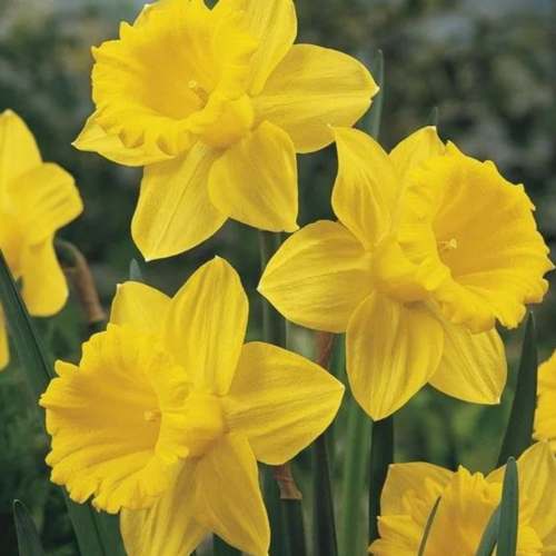 ������ ������ �������� ������, botanica garden, ������� �����. ( 3 ����� ) ����