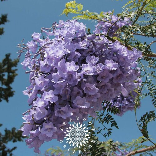 ������ ������ ������ ��������� ������������� - ��������� ������ (���. Jacaranda mimosifolia) 20 �� ����