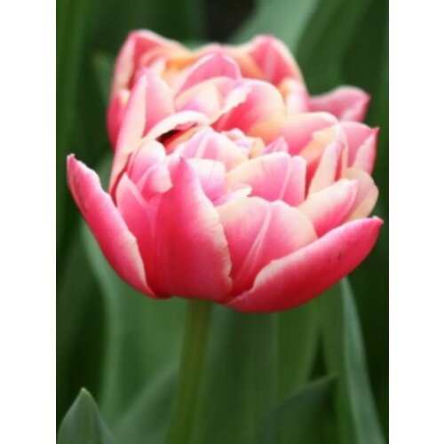 ������ ������ �������� ������� �������� - 10 ��. ����