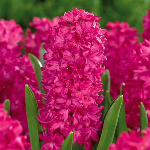 ������ ������ ������� JAN BOS (2 ��������) ����