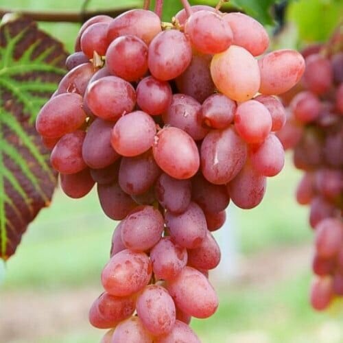 ������ ������ �������� ������ ������ ����