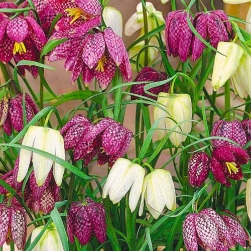 ������ ������ �������� ������, chipollino flowers, ����������� MELEAGRIS MIX (10 �������) ����