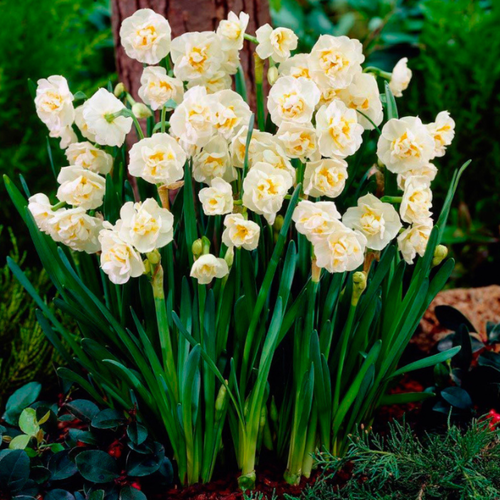 ������ ������ �������� ������, Chipollino flowers, ������� BRIDAL CROWN (5 �������) ����