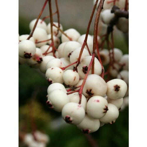 ������ ������ ������ ������ ʸ�� (Sorbus koehneana), 10 ���� ����