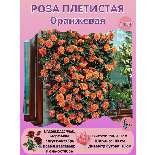 ������ ������ ���� ��������� ���������, ����������� ����� ����