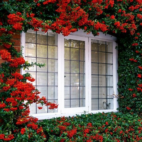 ������ ������ ��������� ��������, ������ 5 �� ����