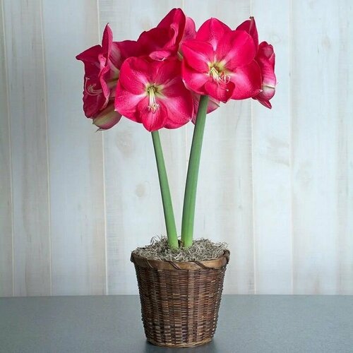 ������ ������ ����������� ��������� ��������, Hippeastrum Candy Queen, ������ ����