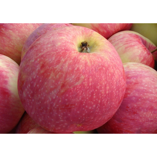 ������ ������ ������ ������ ����