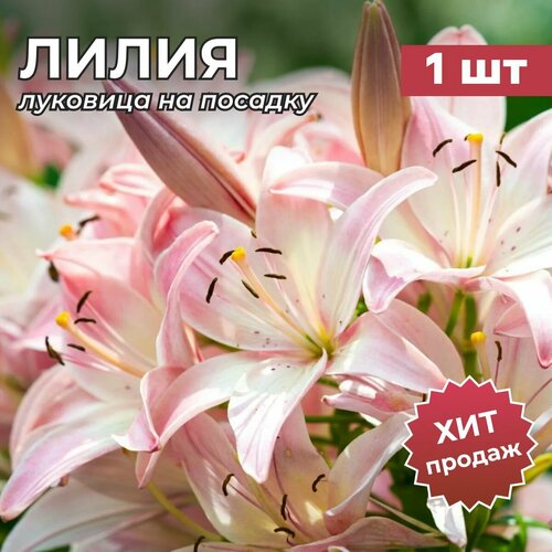 ������ ������ �����, �������� ����� 