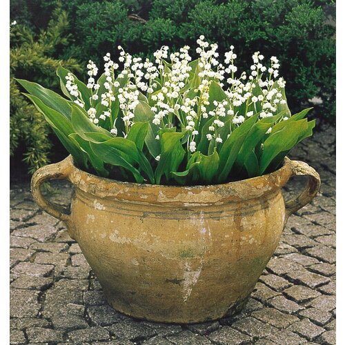 ������ ������ ������ ������� White (��������� ��� ������� 5 ��.)/ ������, ������ ����������� ��������, ����� / ��� ����, ����, ���� � ������� ����