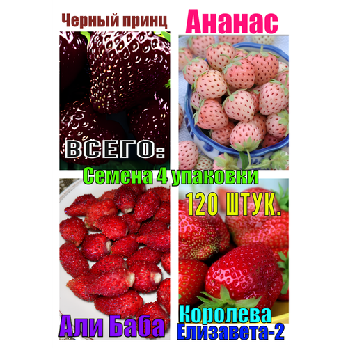 ������ ������ ����� ����� 120 �� ����