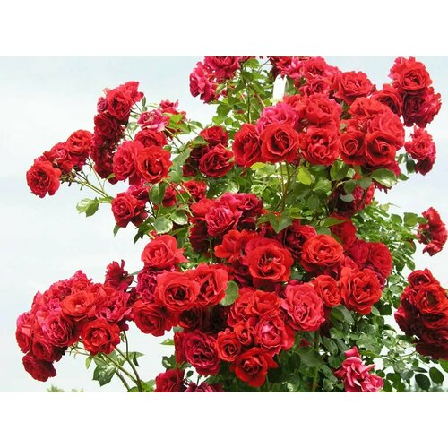 ������ ������ ������ ���� ��������� �������� 5 ��. (1 ��������) ����