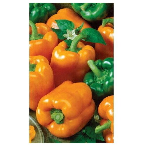 ������ ������ ������ ����� ������� ���� ��������� F1 (��) �/� ����