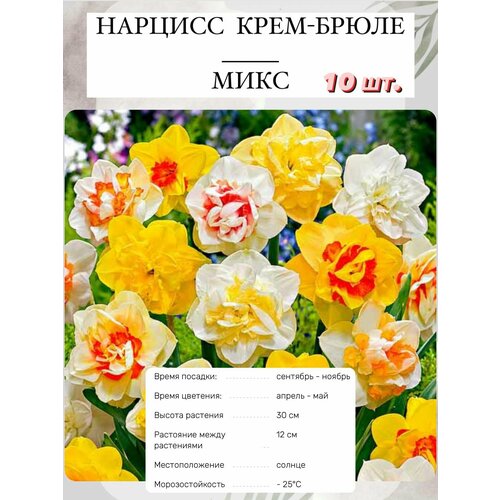 ������ ������ ������� ���������� ����� 10 �� ����