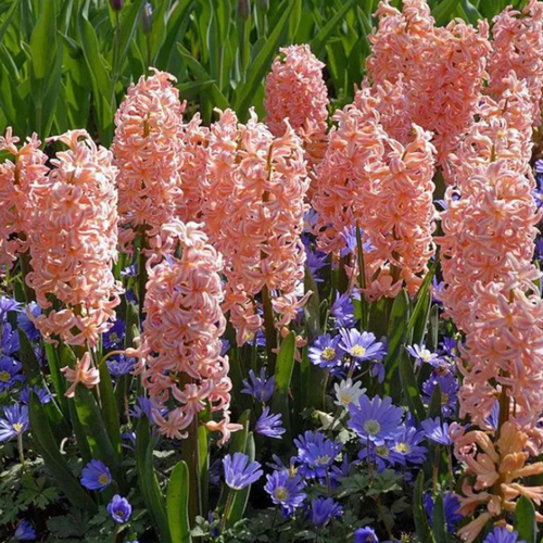 ������ ������ ������� GIPSY QUEEN (2 ��������) ����