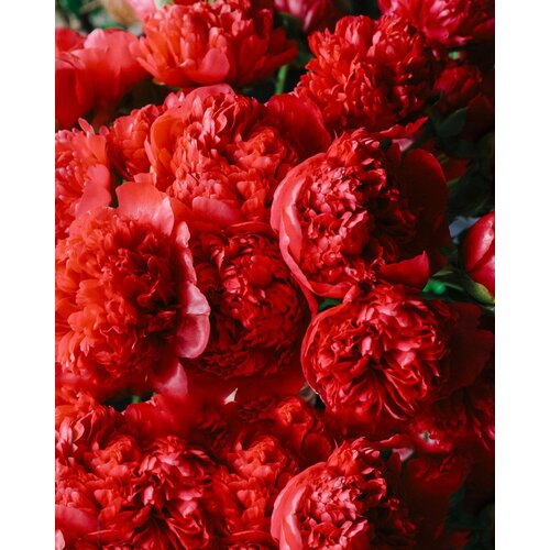 ������ ������ ���� ��� / ������ ����� ����