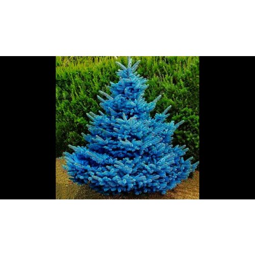 ������ ������ ������ ������� ���, ���� 