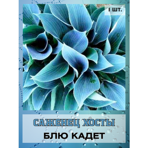 ������ ������ ����� ��� ����� 1 ����� ����
