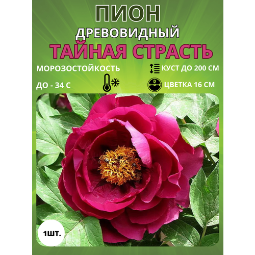 ������ ������ ���� ������ ������� 1 ��. ����