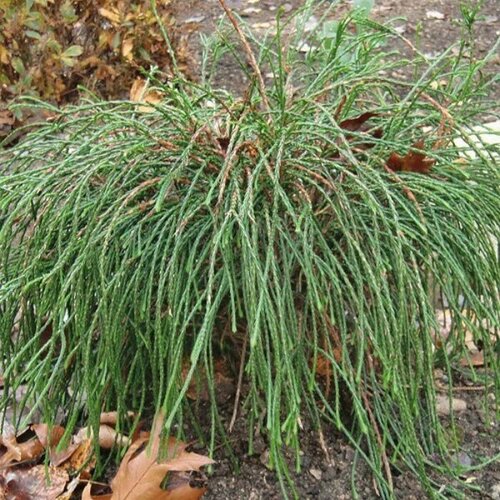 ������ ������ ��� ���������� ������� (Szkolka roslin A.M (������)), 1 ������� � ������ 15-20 �� ����