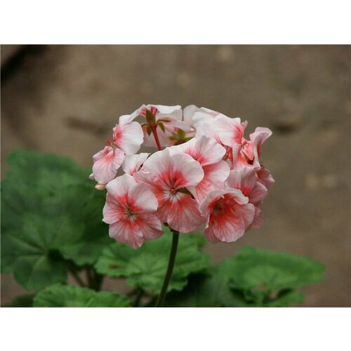 ������ ������ ������ ���������� ��������� �������� �������� 4 �� (1 �������� (O)) ����