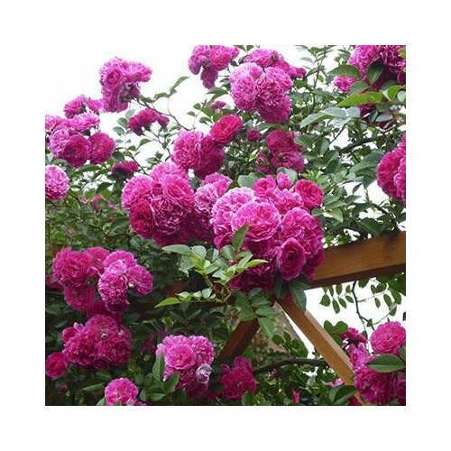 ������ ������ ���� ��������� ���� �������� 2�� ����