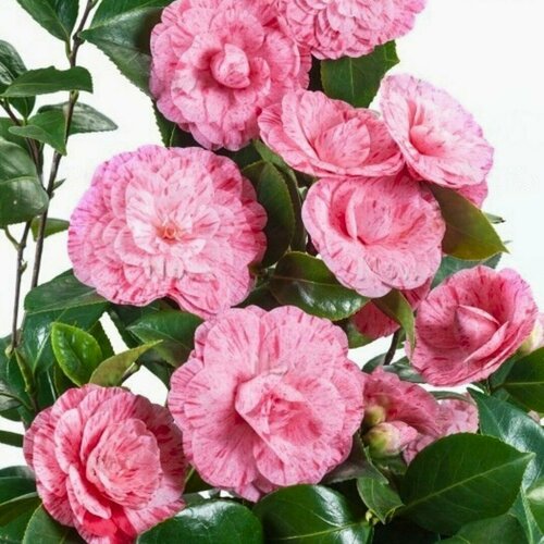 ������ ������ ������� �������� ������ �������� (1 �������) ����