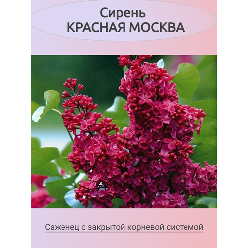 ������ ������ ������ ������� ������ ����